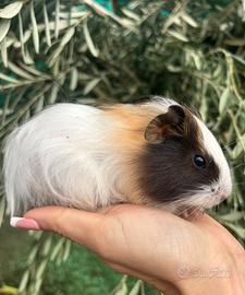 Cavia peruviana