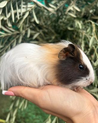 Cavia peruviana