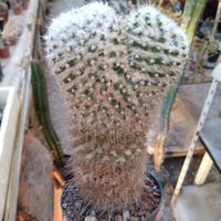 Mammillaria bucareliensis Lanata.H 17 cm Old Plant