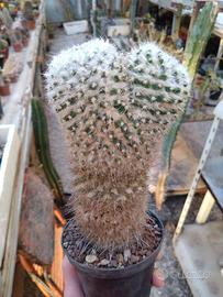 Mammillaria bucareliensis Lanata.H 17 cm Old Plant