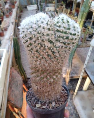 Mammillaria bucareliensis Lanata.H 17 cm Old Plant