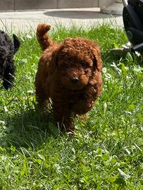 Cuccioli di barboncino