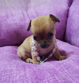 Cucciola di Chihuahua Toy