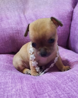 Cucciola di Chihuahua Toy