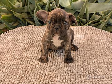 Cuccioli bulldog francese maschi