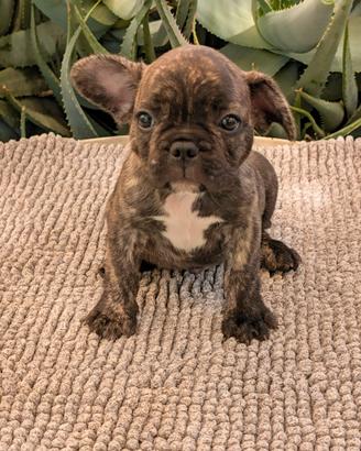Cuccioli bulldog francese maschi