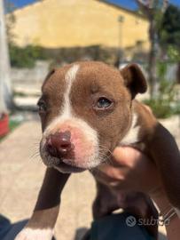 Cuccioli di Pitbull