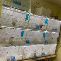 Gabbie batteria per uccelli  2gr