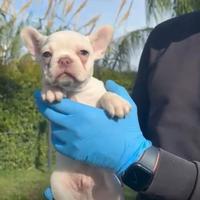 Cucciolo stupendo di Bulldog Francese