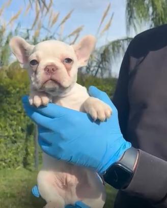 Cucciolo stupendo di Bulldog Francese