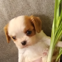 Cavalier king femmina blenheim cucciola