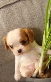 Cavalier king femmina blenheim cucciola