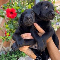 Cuccioli di Labrador retriever con Pedigree Enci