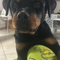 Cucciola Rottweiler