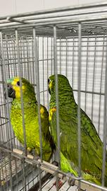 Pappagalli amazzoni fronte blu