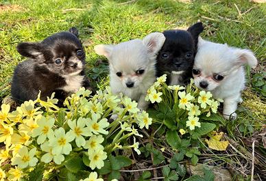 Chihuahua cuccioli