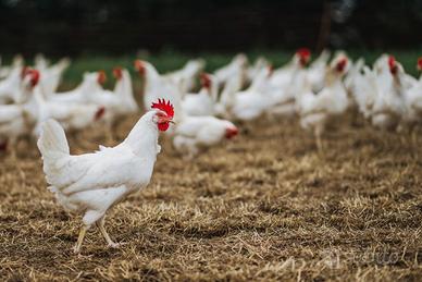 Gallina livornese