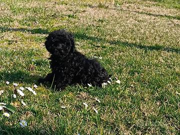 Cuccioli di barboncino nano nero con pedigree
