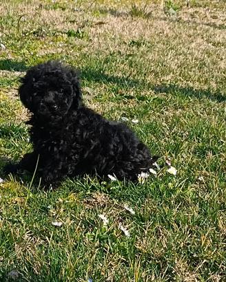Cuccioli di barboncino nano nero con pedigree