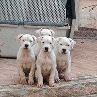 Cuccioli di dogo argentino