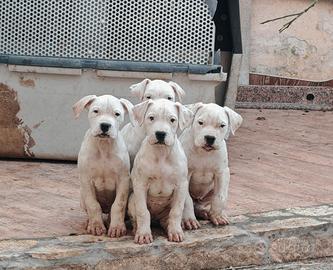 Cuccioli di dogo argentino