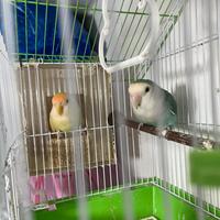 Coppia Pappagalli inseparabili riproduttiva 2025