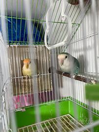 Coppia Pappagalli inseparabili riproduttiva 2025