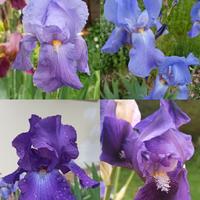 Iris germanica mix