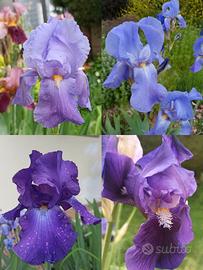 Iris germanica mix