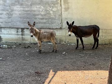 Asina di 5 anni gravida e con puledra femmina