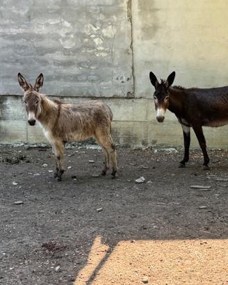 Asina di 5 anni gravida e con puledra femmina