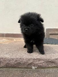 Volpini Spitz di Pomerania