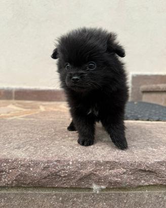 Volpini Spitz di Pomerania