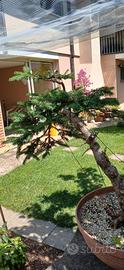 bonsai abete 
