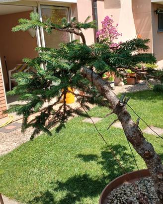 bonsai abete 