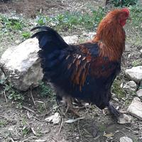 Gallo di razza Marans