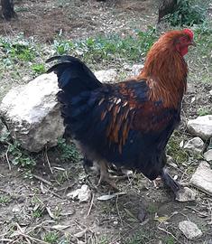 Gallo di razza Marans