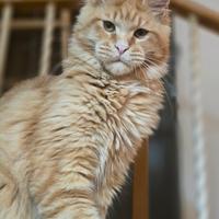 Maschio di maine coon