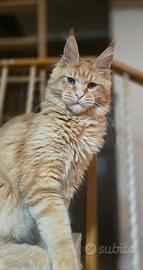 Maschio di maine coon