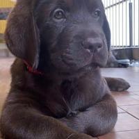 Cuccioli LABRADOR CHOCOLATE