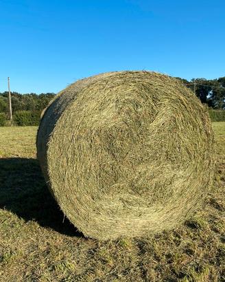 FIENO per ORTO (pacciamatura)