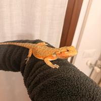 Pogona arancione maschio
