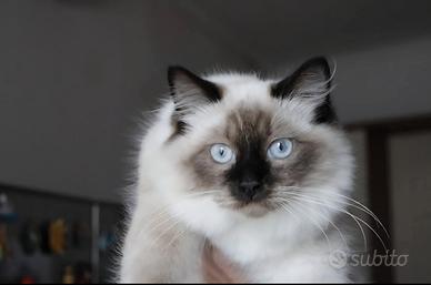 Cuccioli ragdoll
