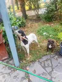 Cane da lepre e cinghiale Airegoies cucciolone