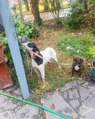 Cane da lepre e cinghiale Airegoies cucciolone