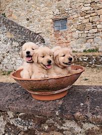 Cuccioli Golden Retriever Americano
