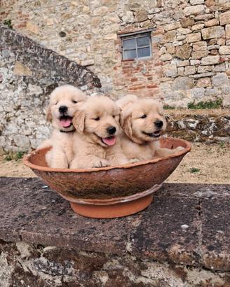 Cuccioli Golden Retriever Americano