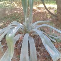 agave 