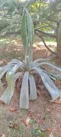 agave 