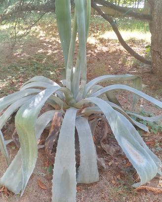 agave 